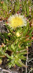 Carpobrotus edulis
