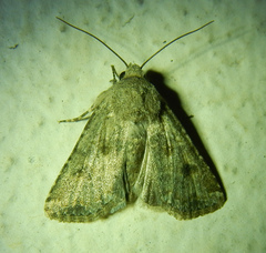 Anarta sodae