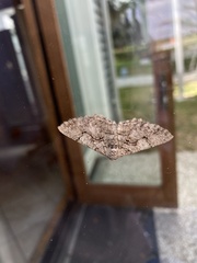 Cymatophora approximaria