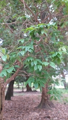 Plinia cauliflora