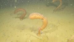 Anthoptilum grandiflorum