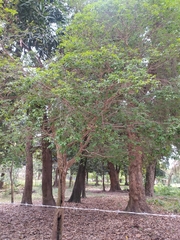 Plinia cauliflora