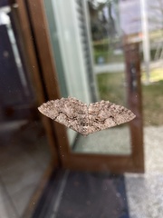 Cymatophora approximaria