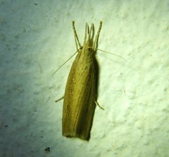 Chilo phragmitella