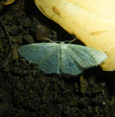 Idaea subsericeata