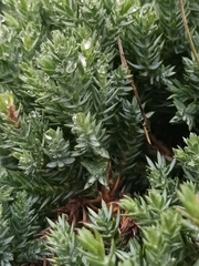 Juniperus communis