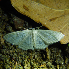 Idaea subsericeata