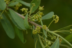 Acanthosyris spinescens