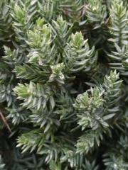Juniperus communis