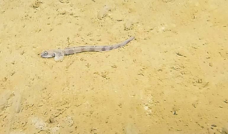 Wolf eelpout (Lycenchelys verrillii) — Zoarcidae