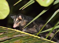 Didelphis aurita