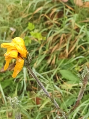 Tragopogon orientalis