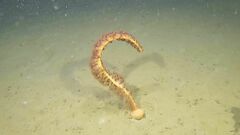 Anthoptilum grandiflorum