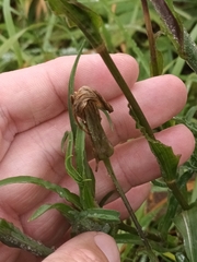 Tragopogon orientalis