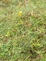 Tragopogon orientalis