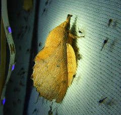 Gastropacha quercifolia