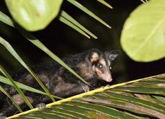 Didelphis aurita