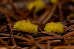 Stemonitis flavogenita