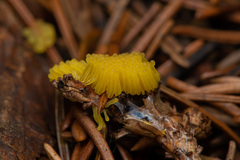 Stemonitis flavogenita