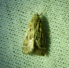 Parapoynx stratiotata