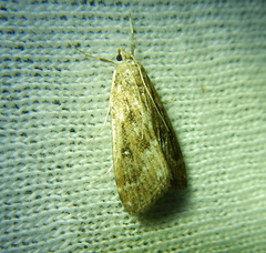 Parapoynx stratiotata