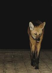 Chrysocyon brachyurus