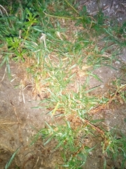 Cenchrus clandestinus