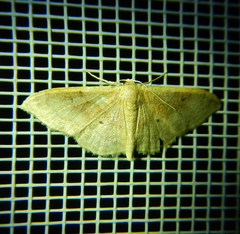 Idaea rubraria