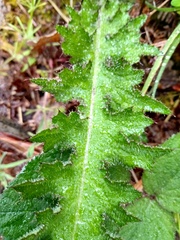 Cirsium palustre