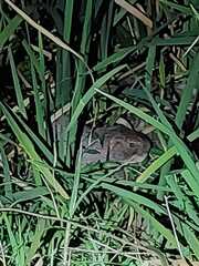 Thryonomys swinderianus