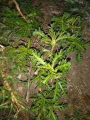 Lepidium bipinnatifidum