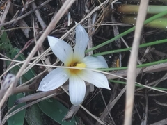 Romulea flava