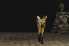 Chrysocyon brachyurus