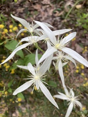 Clematis pubescens