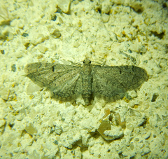 Eupithecia ultimaria