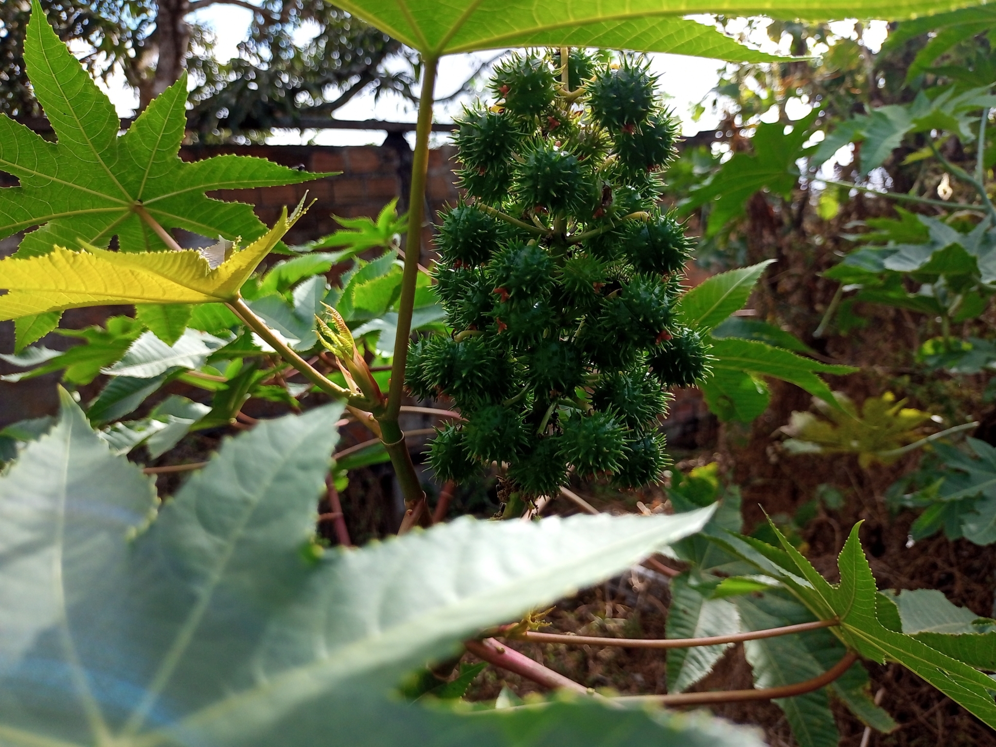 Ricinus communis