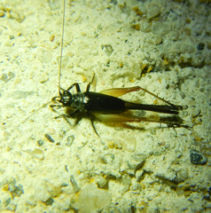 Trigonidium cicindeloides