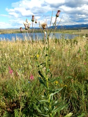 Cirsium arvense integrifolium