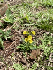 Youngia japonica