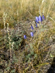 Adenophora stenanthina