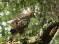 Nisaetus cirrhatus