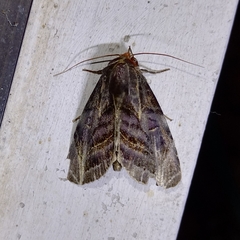Hemicephalis