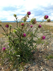 Carduus nutans leiophyllus