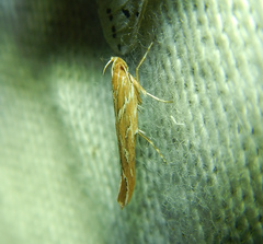 Cosmopterigidae