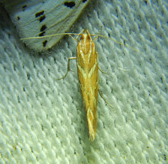 Cosmopterigidae