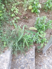 Setaria verticillata