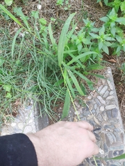 Setaria verticillata