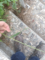 Setaria verticillata