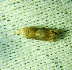 Eucosma conterminana