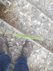 Setaria verticillata